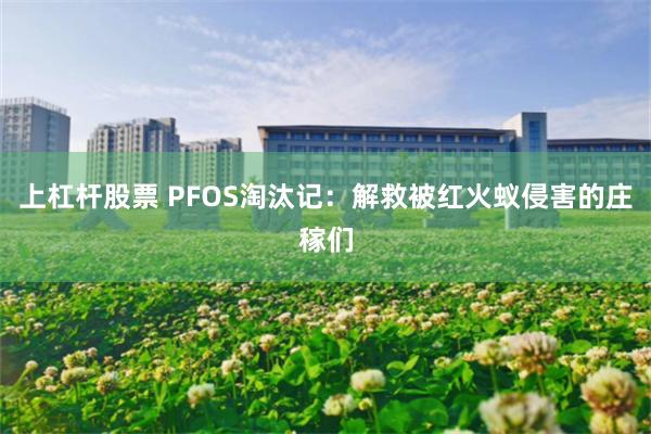 上杠杆股票 PFOS淘汰记：解救被红火蚁侵害的庄稼们