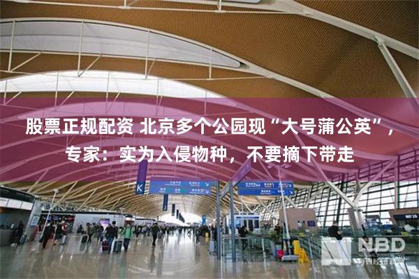 股票正规配资 北京多个公园现“大号蒲公英”，专家：实为入侵物种，不要摘下带走